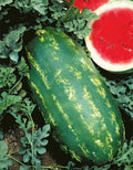 Stargazer Watermelon Seeds - 20 Organic Seeds - USA Grown - Non-GMO, Heirloom Variety