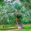 10 Jelly Pindo Palm Tree Seeds - Butia capitata - Cold Hardy Tropical Fruit Plant Seeds for Gardening