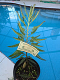 Kalanchoe Mother of Thousands Succulent - Giant Live Plant - Alligator Plant (Kalanchoe daigremontiana) 18 Inch