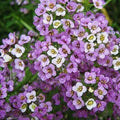 Sweet Alyssum Ground Cover Seeds - Dwarf Royal Carpet - Non-GMO - 1000 Seeds - Low Maintenance Perennial