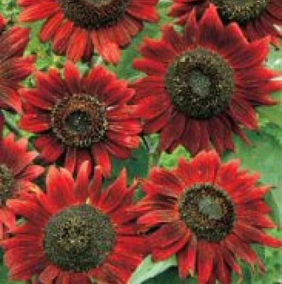 Velvet Queen Sunflower Seeds - 20 Fresh Heirloom Seeds - Helianthus annuus - Free USA Shipping