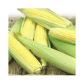 Sweet Corn Seeds - Golden Bantam - Super Sweet - Zea mays