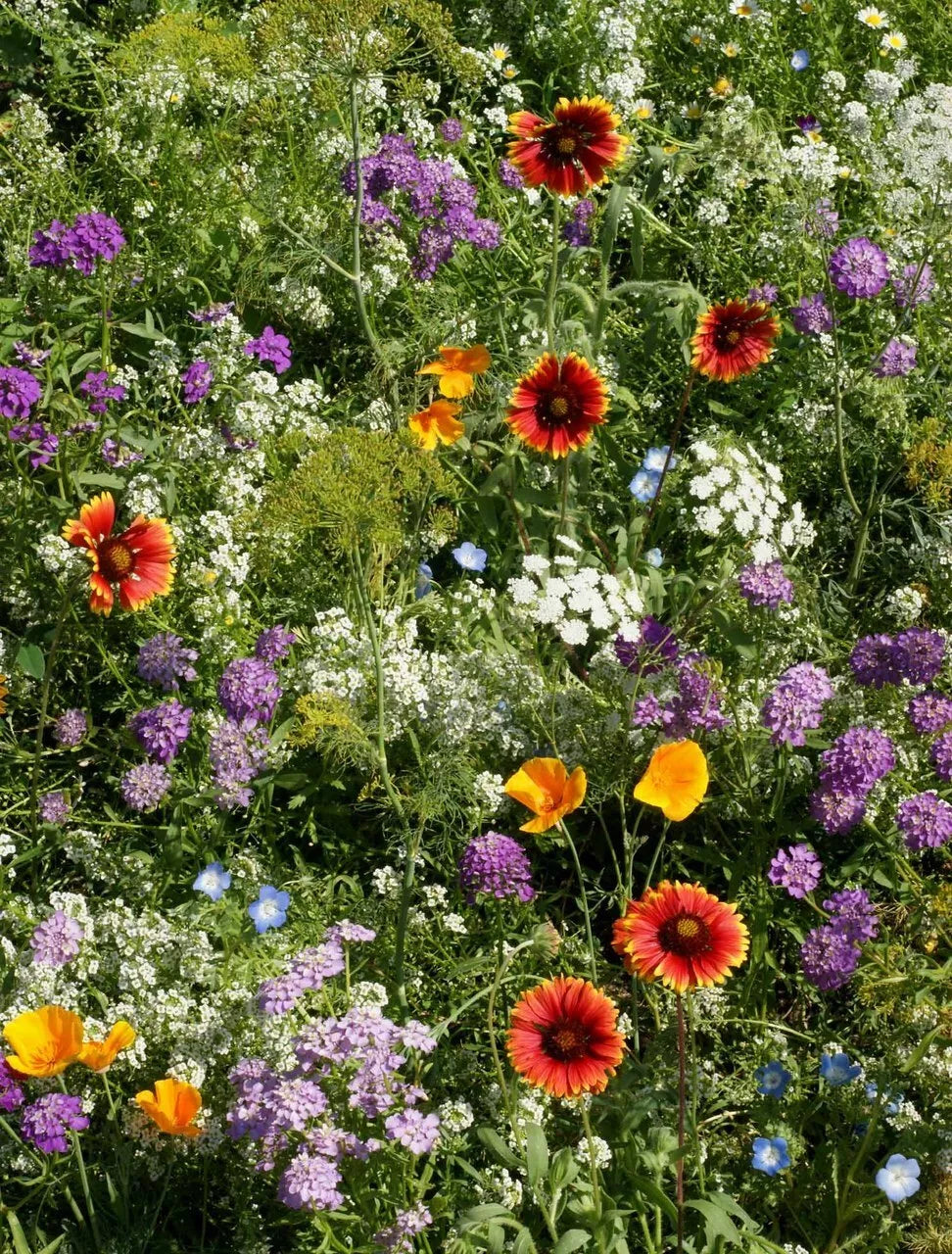 Deer Resistant Wildflower Seed Mix, 1/4 LB, 13 Species, Native Plants Mix