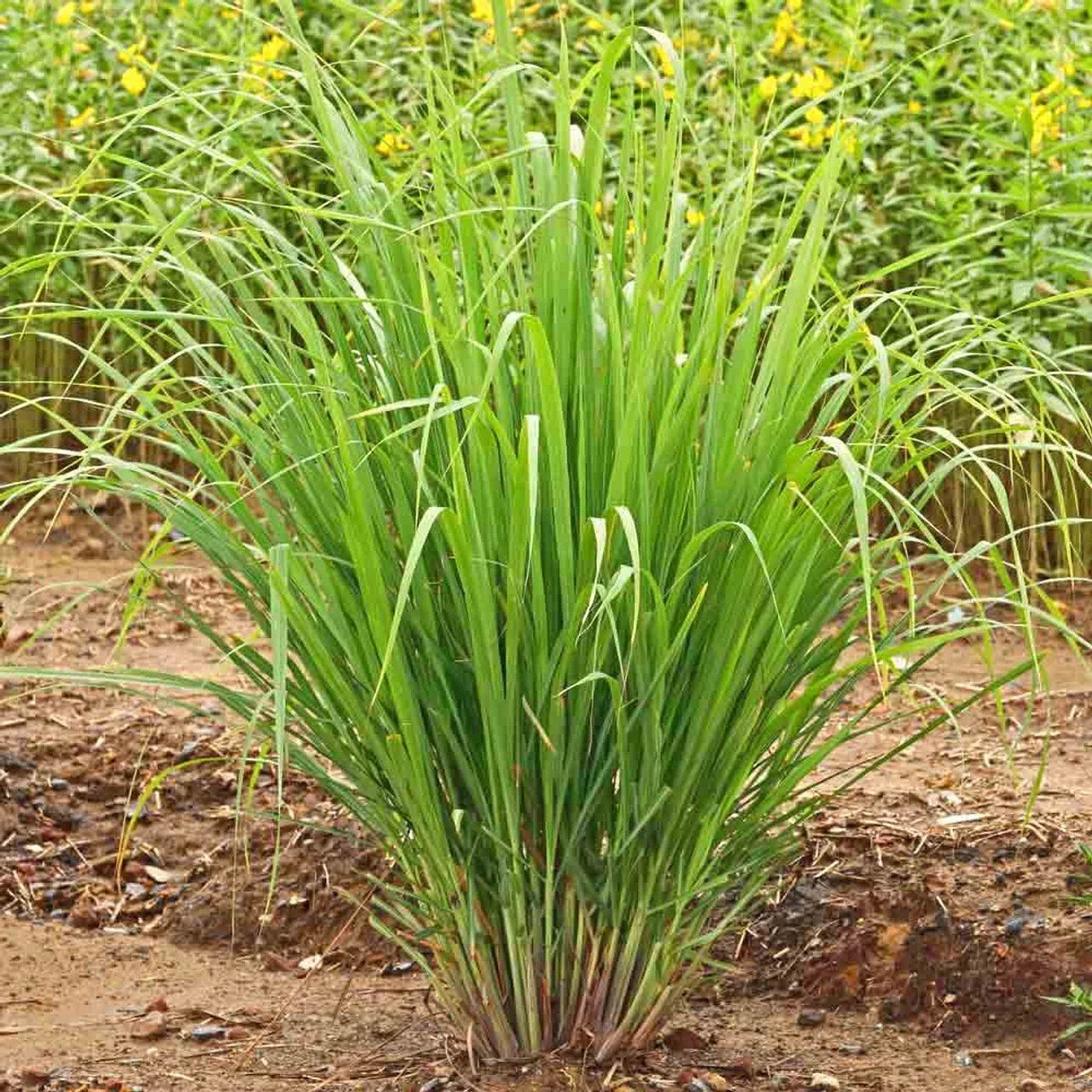 Lemongrass 100 Seeds - Organic Non-GMO Edible Herb for Mosquito Repellent - Cymbopogon citratus