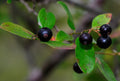 Sparkleberry Tree Seeds - 15+ Pre-Stratified Seeds for Fruiting Shrub - Vaccinium arboreum