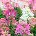 Firework Mix Spider Seeds - 100 Pack, Clome Spinosa, Perennial, US Seller, Bee Friendly