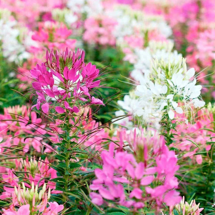 Firework Mix Spider Seeds - 100 Pack, Clome Spinosa, Perennial, US Seller, Bee Friendly