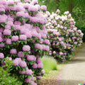 Azalea Seeds - 50+ Light Pink Rhododendron maximum - Perennial Flower Bush