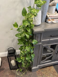 Golden Pothos Plant Rooted Cuttings 3"-6" Indoor Outdoor "Devil's Ivy" Epipremnum aureum