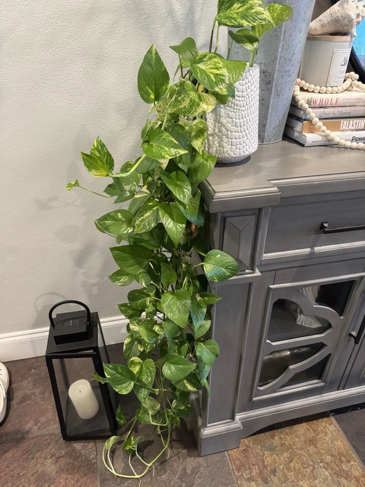 Golden Pothos Plant Rooted Cuttings 3"-6" Indoor Outdoor "Devil's Ivy" Epipremnum aureum