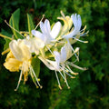 Well-Rooted Starter Plant - Japanese Honeysuckle - Lonicera japonica - Fast-Growing, Fragrant Climbing Vine