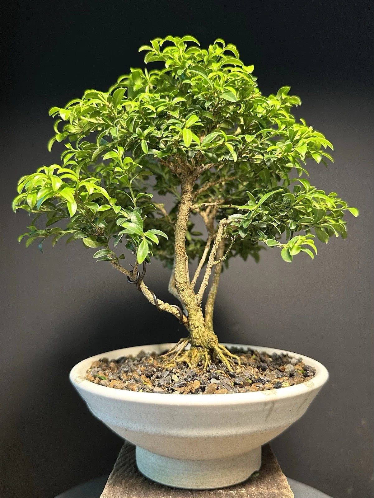 Mame Size Kingsville Boxwood Bonsai Tree 9” Tall Glazed Drilled American Tea Pot - Buxus microphylla 'Kingsville'