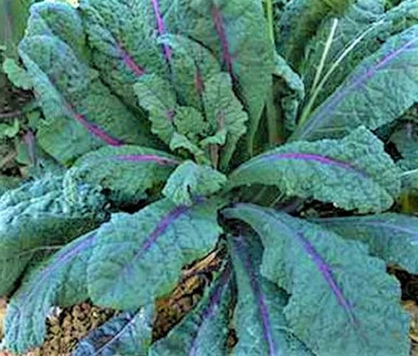 Dazzling Blue Kale Seeds - NON-GMO 100+ Seeds - Brassica oleracea var. sabellica - Heirloom Vegetable Seeds