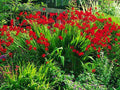 Crocosmia Seeds - 113 Count - Bright Red Flowers - Easy to Grow - Crocosmia Lucifer - USA Seller