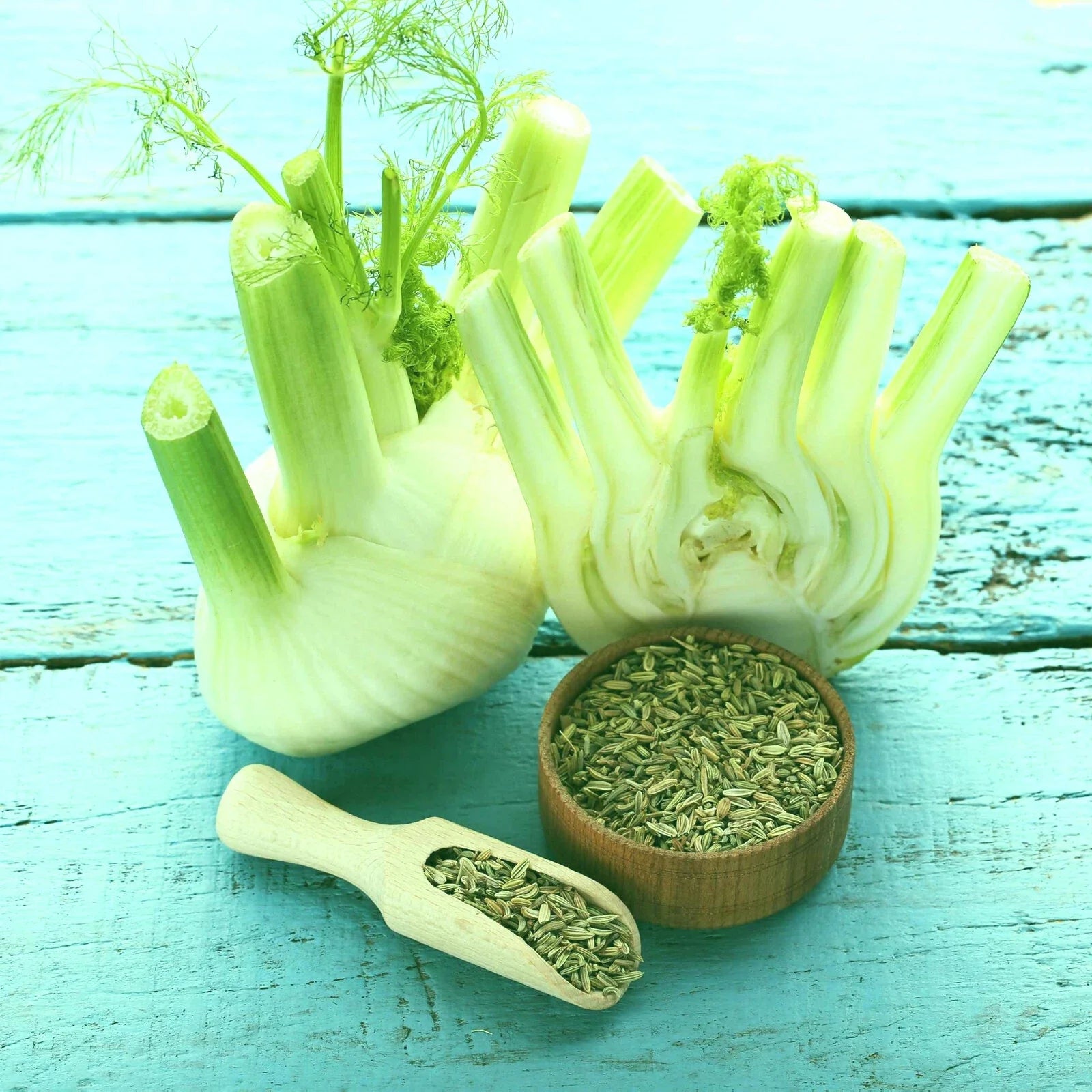 Florence Fennel Bare Root Plants Set of 2 - Foeniculum vulgare Live Starter
