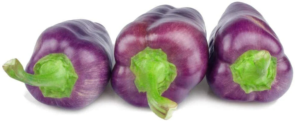 Purple Pepper Seeds - 100+ Seeds - Versatile Edible Pepper for Cooking and Seasoning - Capsicum annuum