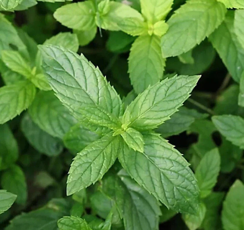 Peppermint Seeds 500+ NON-GMO Aromatic Perennial Mentha × piperita