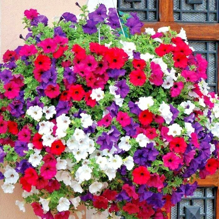 Dwarf Petunia Mix Flower Seeds - 2001+ Container & Hanging Basket Garden - Petunia × hybrida