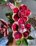 Desert Rose Adenium Obesum Seedling Plant - Small 4-6 Inches - Rooted Succulent for Home Garden