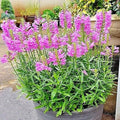 Obedient Plant Flower Seeds - Native Wildflower, Deer Resistant, Easy to Grow, 51+ Seeds
