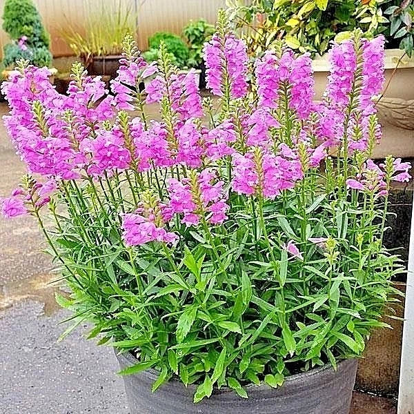 Obedient Plant Flower Seeds - Native Wildflower, Deer Resistant, Easy to Grow, 51+ Seeds