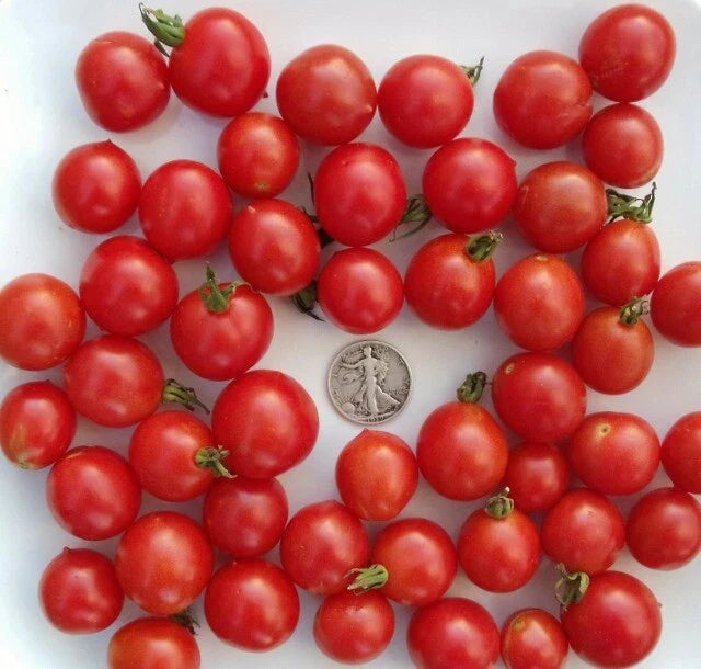 Riesentraube Cherry Seeds - 25 Rare German Cherry Seeds - Prunus avium - Buy 3+ Varieties for 20% Off!