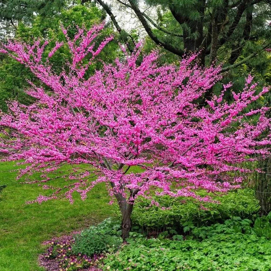 Live Eastern Redbud Tree 4"+ Tall Well Rooted Plant, Cercis canadensis, 1-2 Years Old, Vibrant Pink Flowers