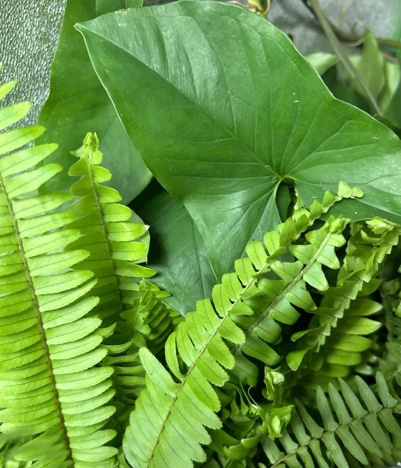 Rooted Plant Cuttings - 20 Ferns & Arrowheads - Healthy & Rooted - Ideal for Gardening and Indoor Decor