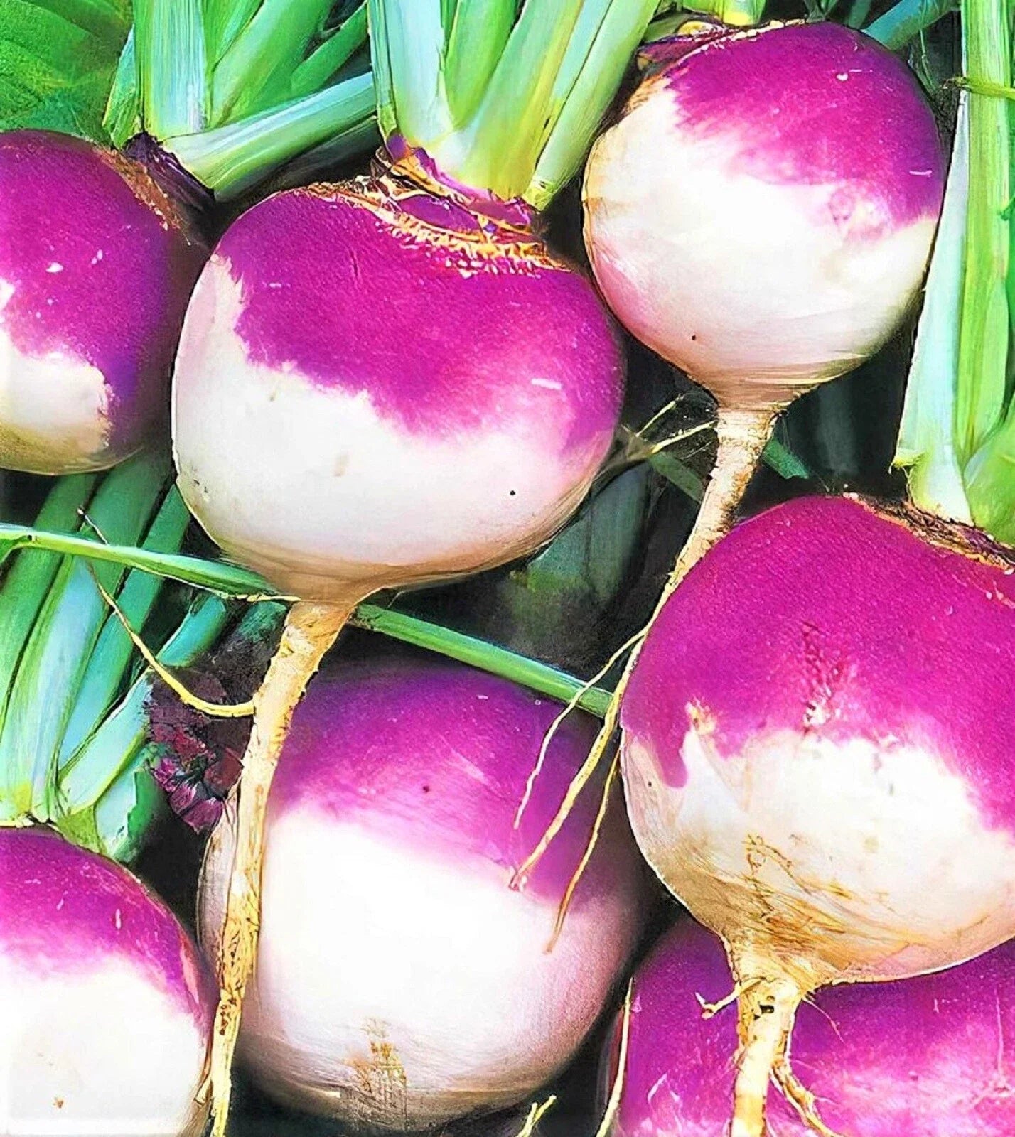 Purple Top White Globe Turnip Seeds - 500+ Non-GMO Seeds for Planting - Brassica rapa