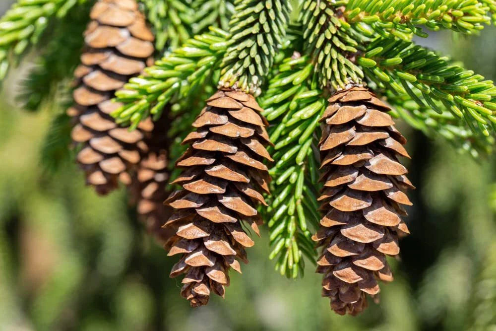Oriental Spruce Tree Seeds - 30 Seeds for Planting - Picea orientalis - Evergreen Coniferous Tree Seeds