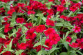 Phlox Seeds - 100+ Heirloom Red Drummondii - Fragrant Annual Flower Seeds for Garden Planting