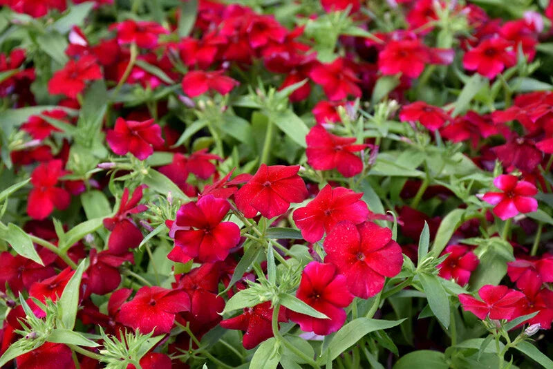 Phlox Seeds - 100+ Heirloom Red Drummondii - Fragrant Annual Flower Seeds for Garden Planting