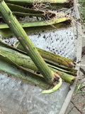 Live Snake Plant Cuttings with Roots – Sansevieria Trifasciata – Easy to Grow Indoor Plant Cuttings