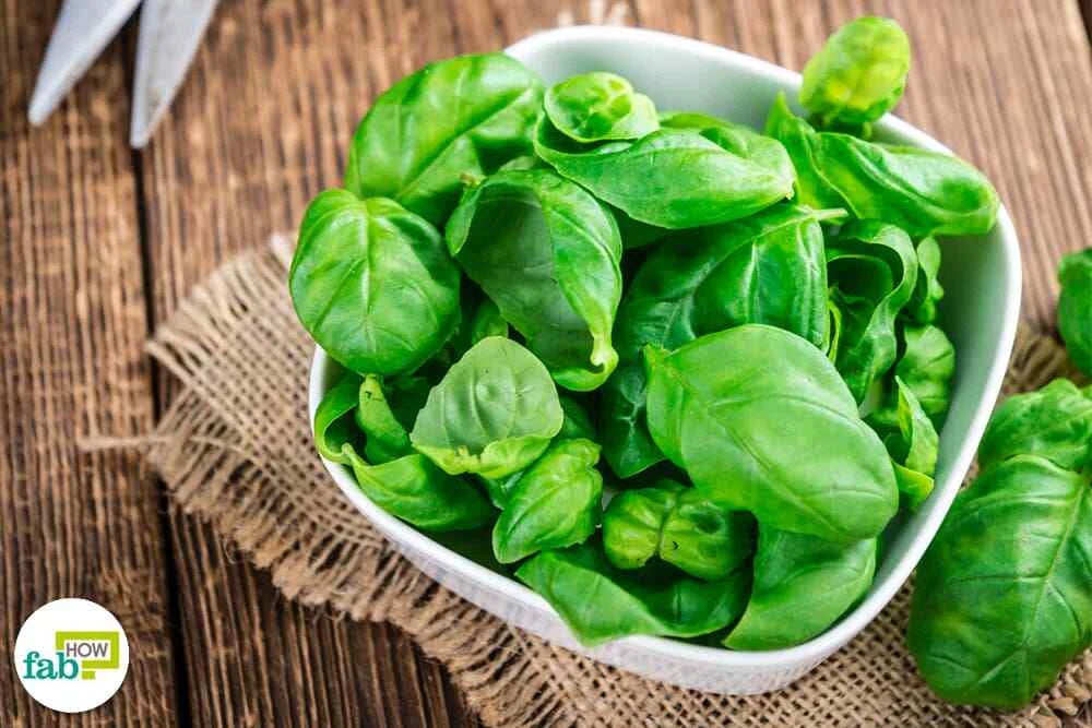 Organic Basil Super Sweet Ashalim Seeds | 1000 Count | Ocimum basilicum | Non-GMO, Heirloom Variety, Garden Planting