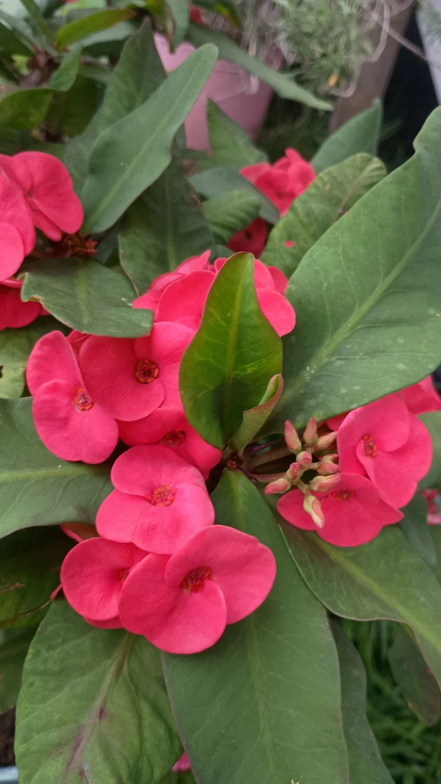 Crown of Thorns Cutting 1 Count - Hot Pink Euphorbia milii