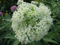 White Swamp Milkweed Seeds - 100 Count - Native Plant Variety - Asclepias incarnata - Whorled Milkweed for Pollinators