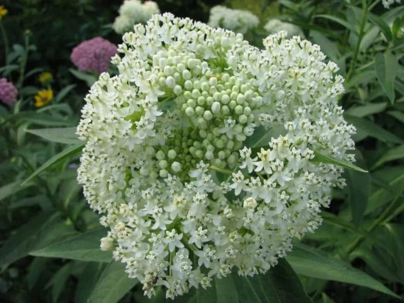 White Swamp Milkweed Seeds - 100 Count - Native Plant Variety - Asclepias incarnata - Whorled Milkweed for Pollinators