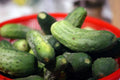 Cucumber Seeds for Pickling and Canning, 55 Seeds, GroCo Variety, Perfect for Home Gardens, Cucumis sativus