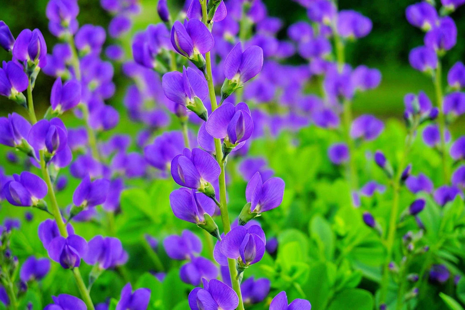 Wild Blue Indigo Bush Seeds (100 Seeds) - Baptisia australis - Native Perennial Plant, Drought-Resistant, Blue Flowers