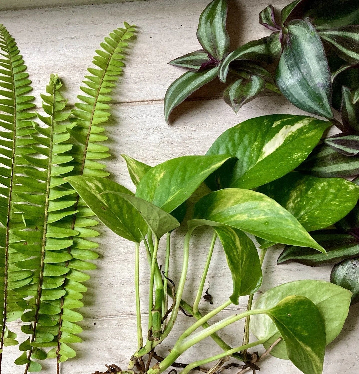 Rooted Plant Cutting Variety Pack - 15 Total Cuttings - Assorted Houseplants - Ideal for Propagation