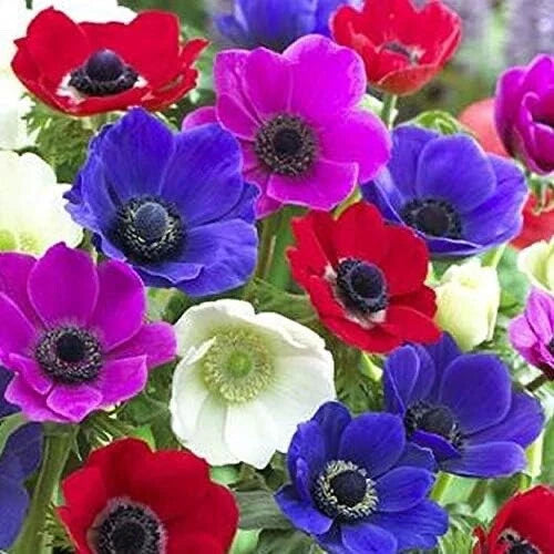 Anemone De Caen Flower Bulbs - 25 Count - Colorful Mixed Varieties - Anemone coronaria