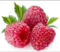Giant Sweet Tulameen Raspberry Seeds - 100 Pack - Medicinal Antioxidant Fiber - Rubus idaeus
