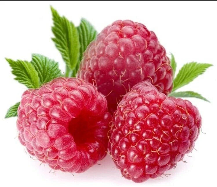 Giant Sweet Tulameen Raspberry Seeds - 100 Pack - Medicinal Antioxidant Fiber - Rubus idaeus