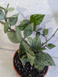 Hoya Lacunosa 'Krohniama Silver' Live Plant in 3 Inch Pot - Rooted Wax Houseplant for Home Decor