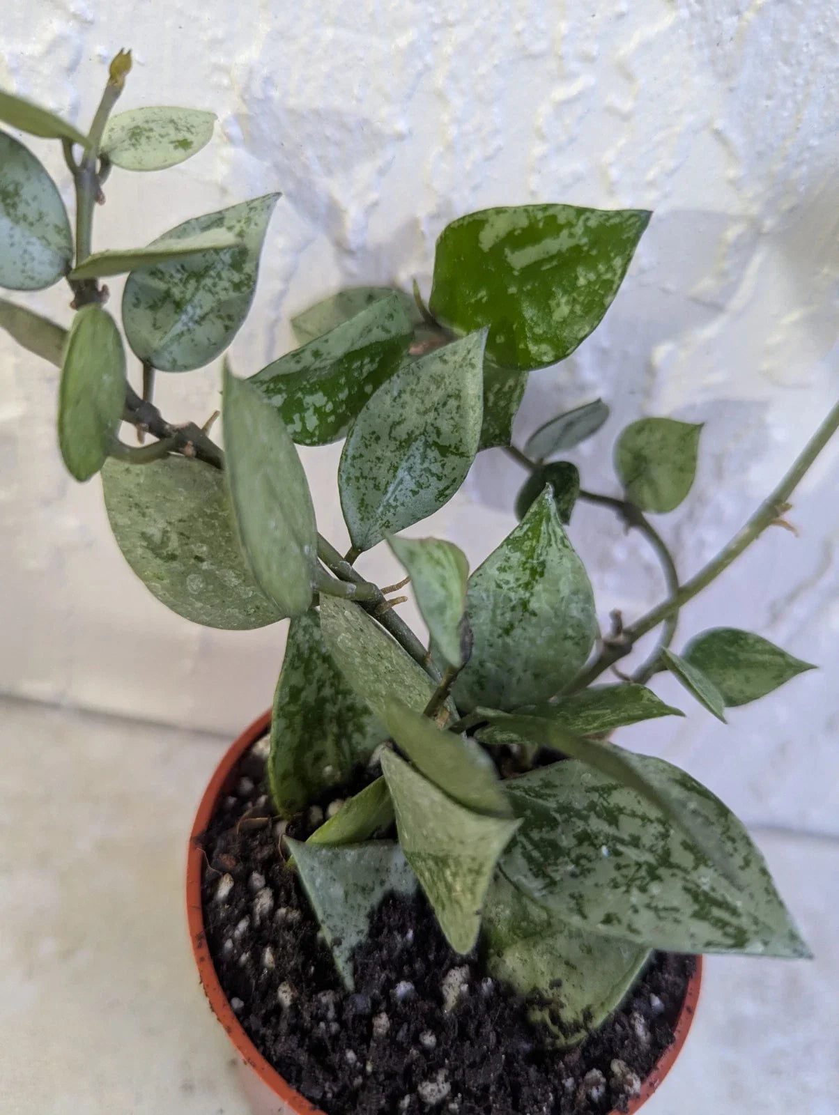 Hoya Lacunosa 'Krohniama Silver' Live Plant in 3 Inch Pot - Rooted Wax Houseplant for Home Decor
