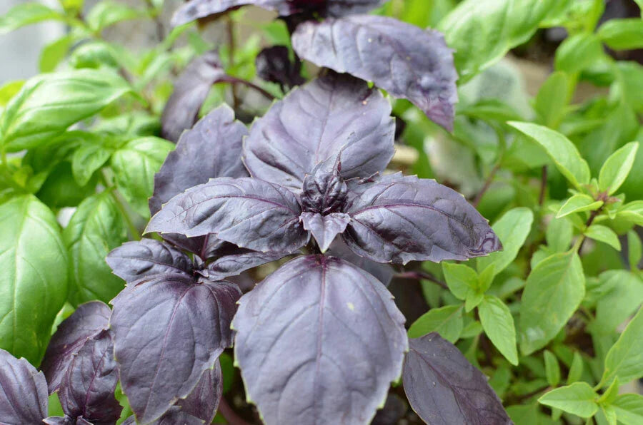Red Rubin Basil Seeds, Dark Opal Improved, NON-GMO, Multiple Sizes Available, Ocimum basilicum