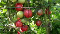 Eva Purple Ball Tomato Seeds - Heirloom, NON-GMO, Organic Seeds for Gardening - Solanum lycopersicum