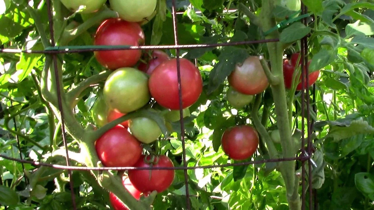 Eva Purple Ball Tomato Seeds - Heirloom, NON-GMO, Organic Seeds for Gardening - Solanum lycopersicum