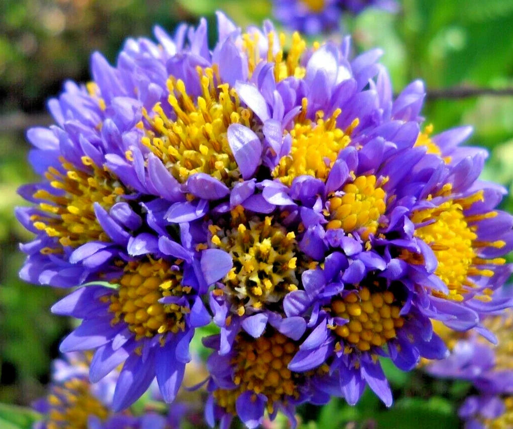 Hardy Perennial Starter Plants 6-Pack, Lavender Tatarian Aster (Aster tataricus)
