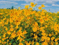Swamp Marigold Seeds - 100+ Tickseed Native Wildflower Shrub - Fast Growing Bush Flowers